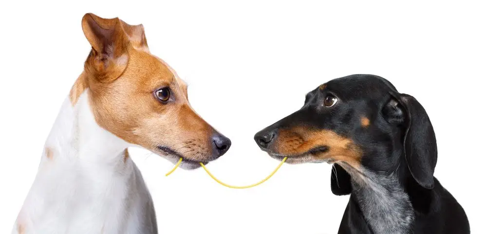 dogs | DAY Vision Marketing